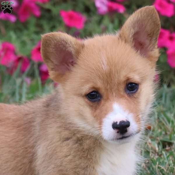 Montana, Pembroke Welsh Corgi Puppy
